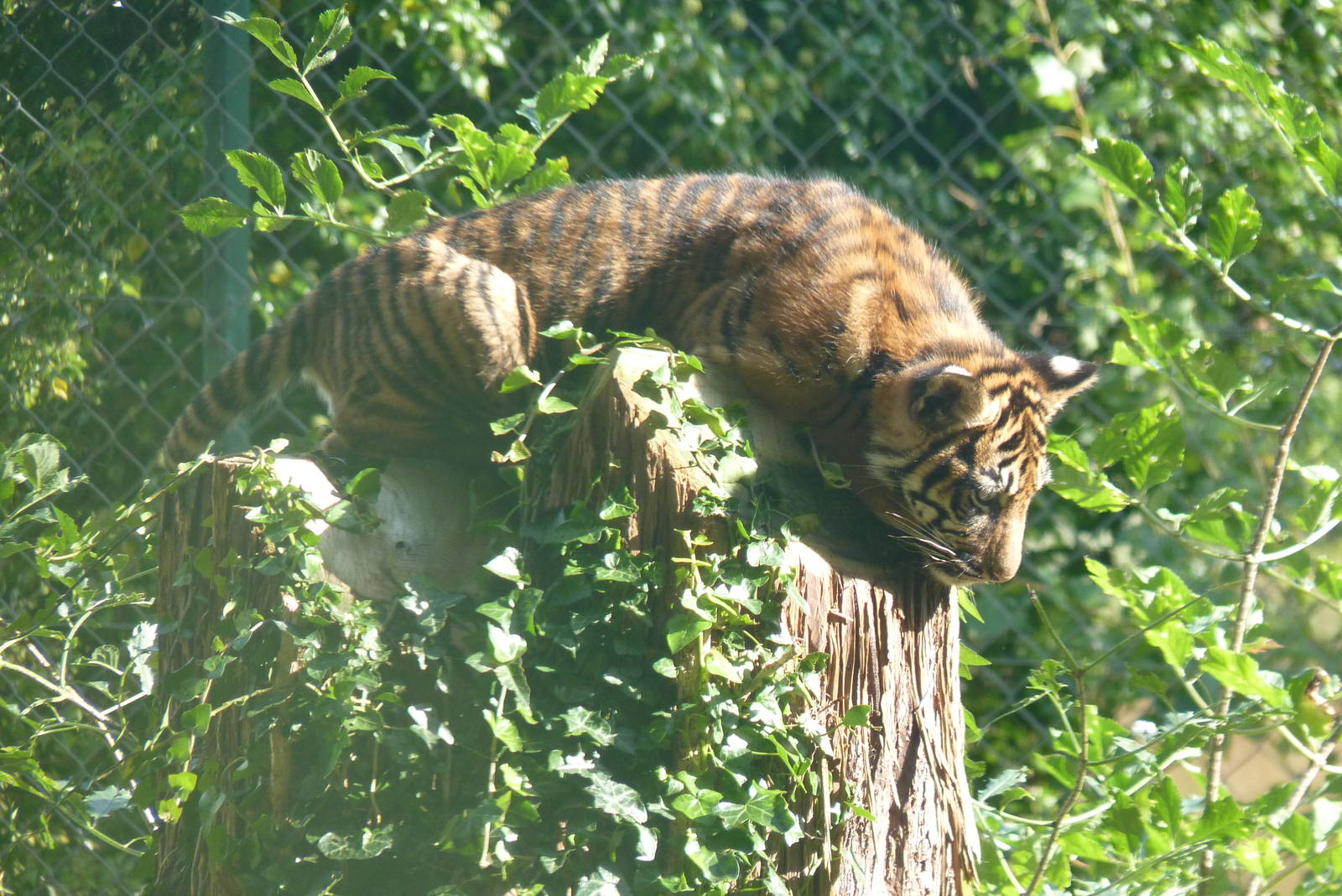 Sumatran Tiger Cub, September 2016