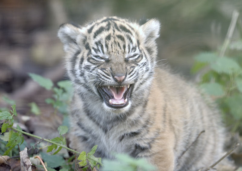 Sumatran tiger cub squealing