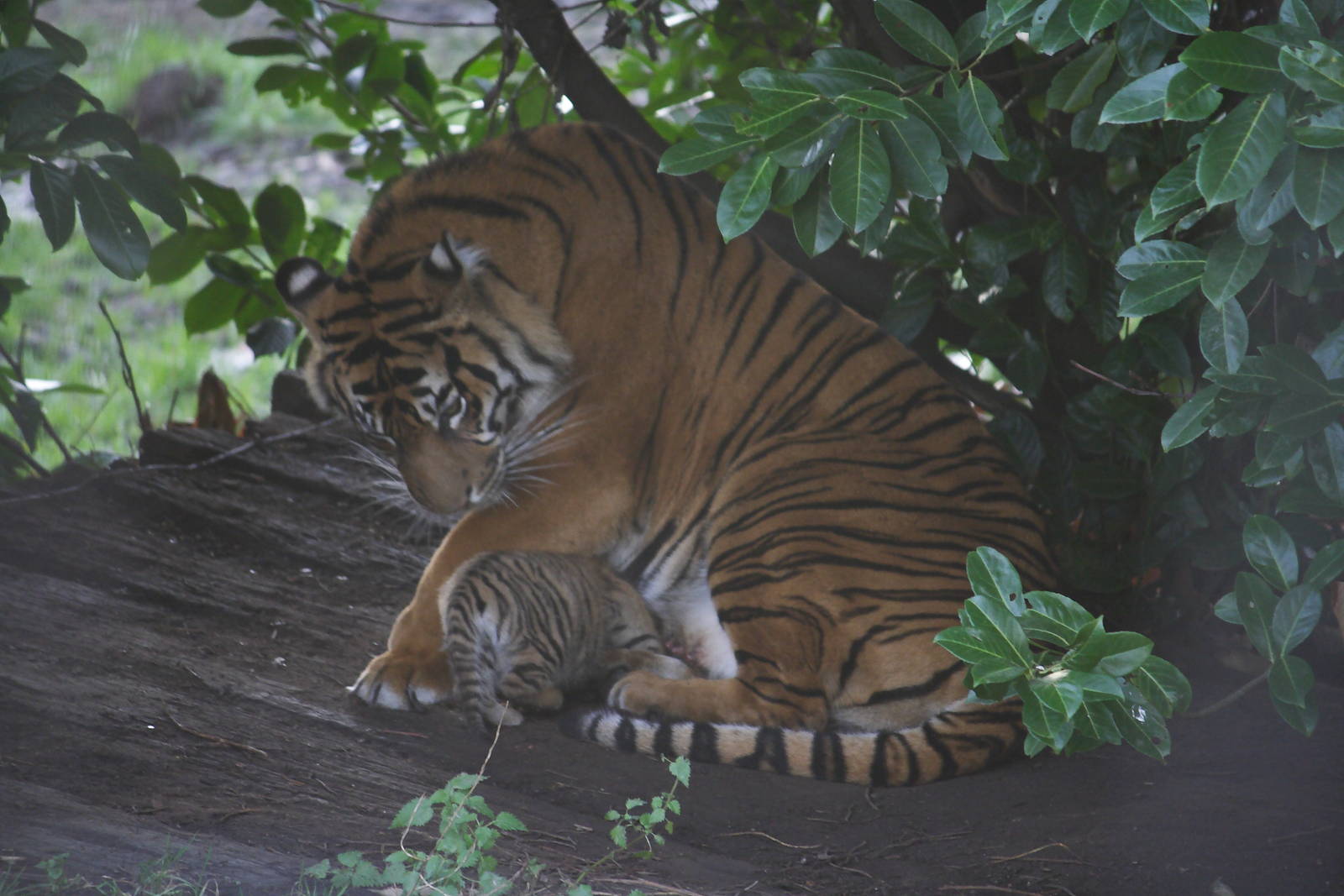 Sumatran tiger cub suckling