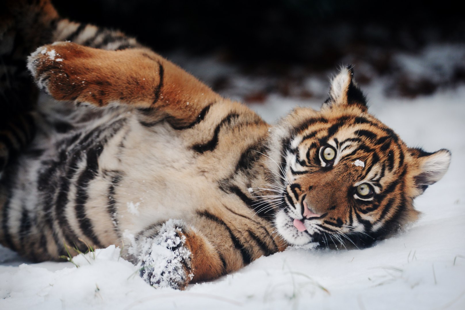 Sumatran tiger cub Surya