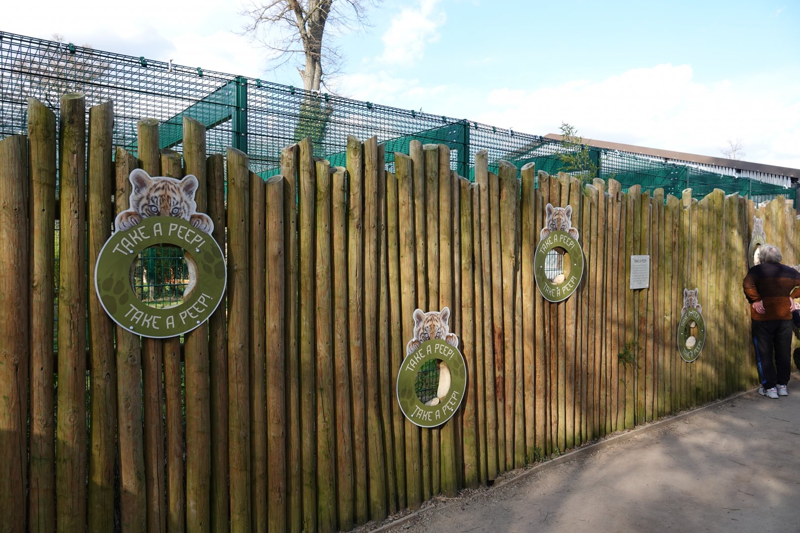 Sumatran tiger cub viewing holes