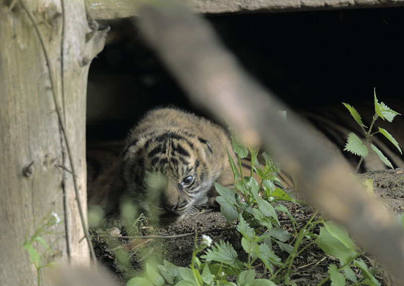 Sumatran tiger cub with its head above the parapet