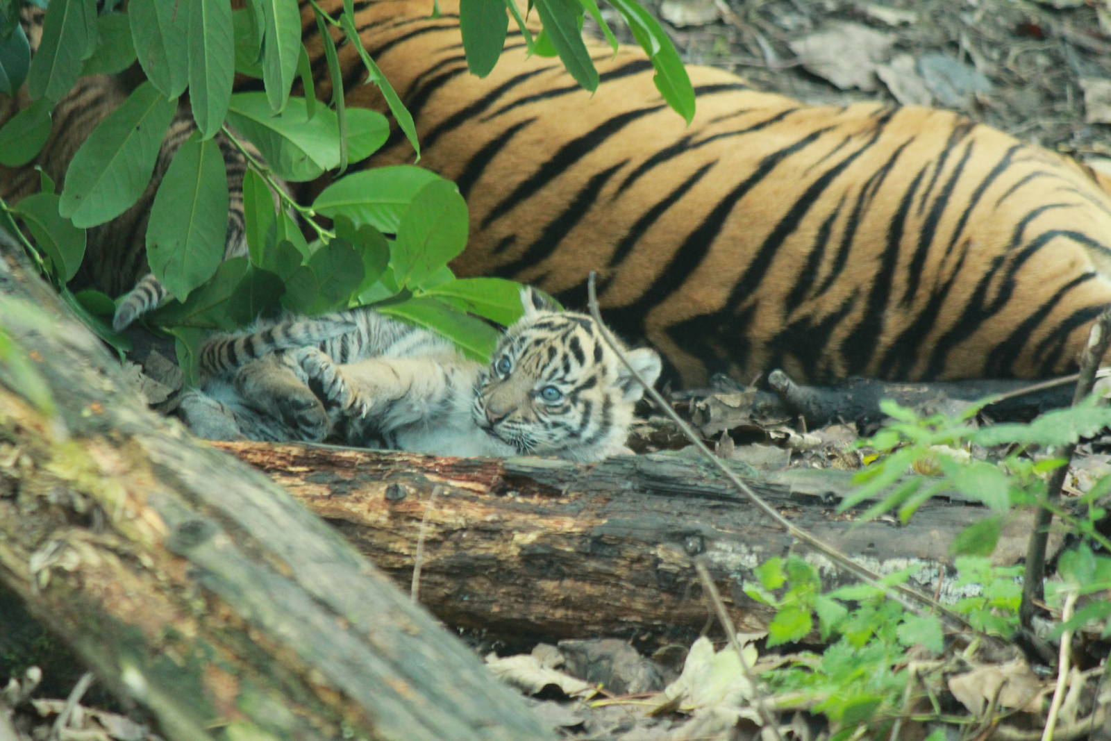 sumatran tiger cub