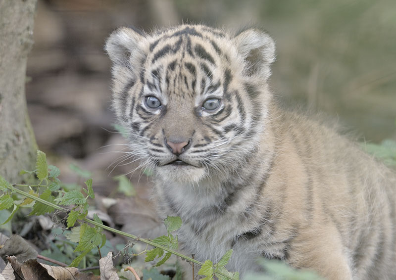 Sumatran tiger cub