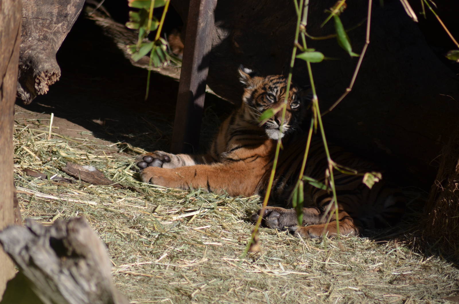 Sumatran Tiger Cub