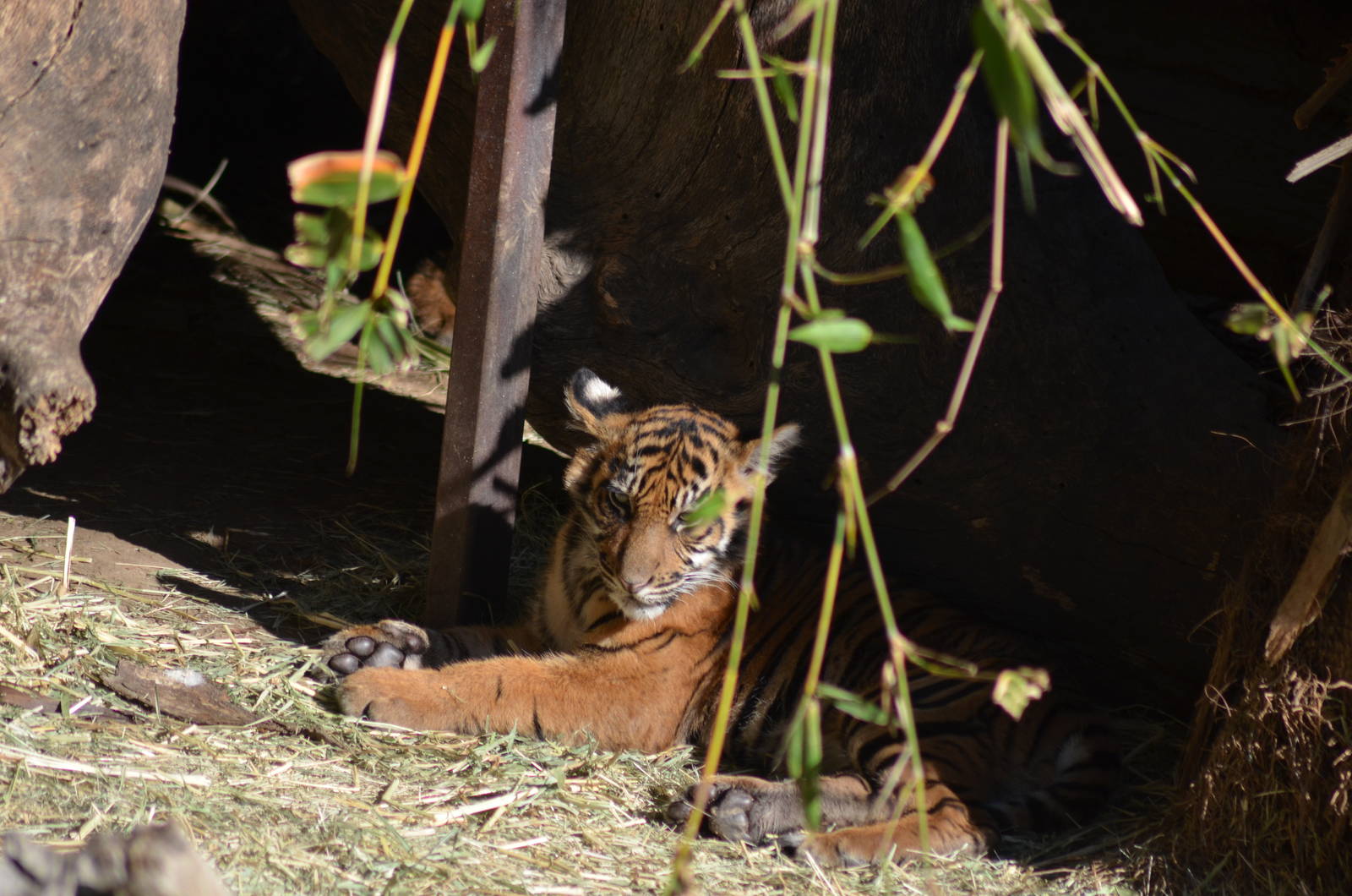 Sumatran Tiger Cub
