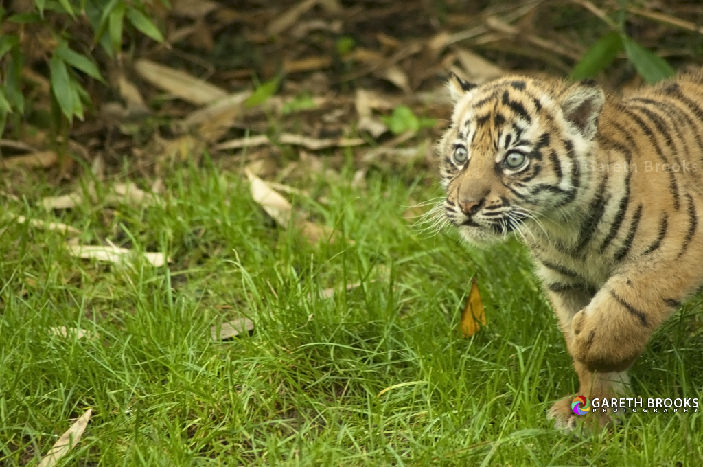 Sumatran Tiger Cub