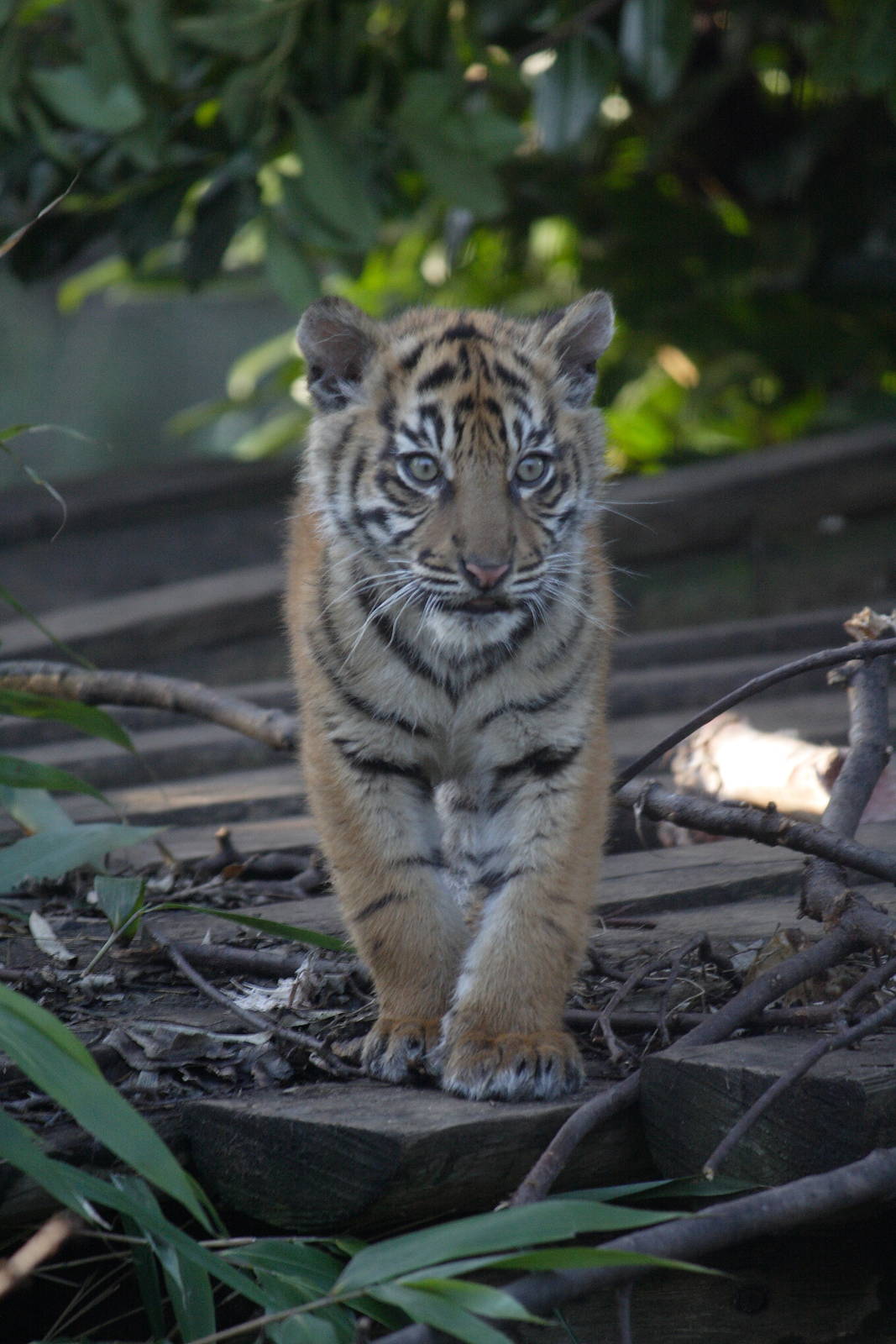 Sumatran tiger cub