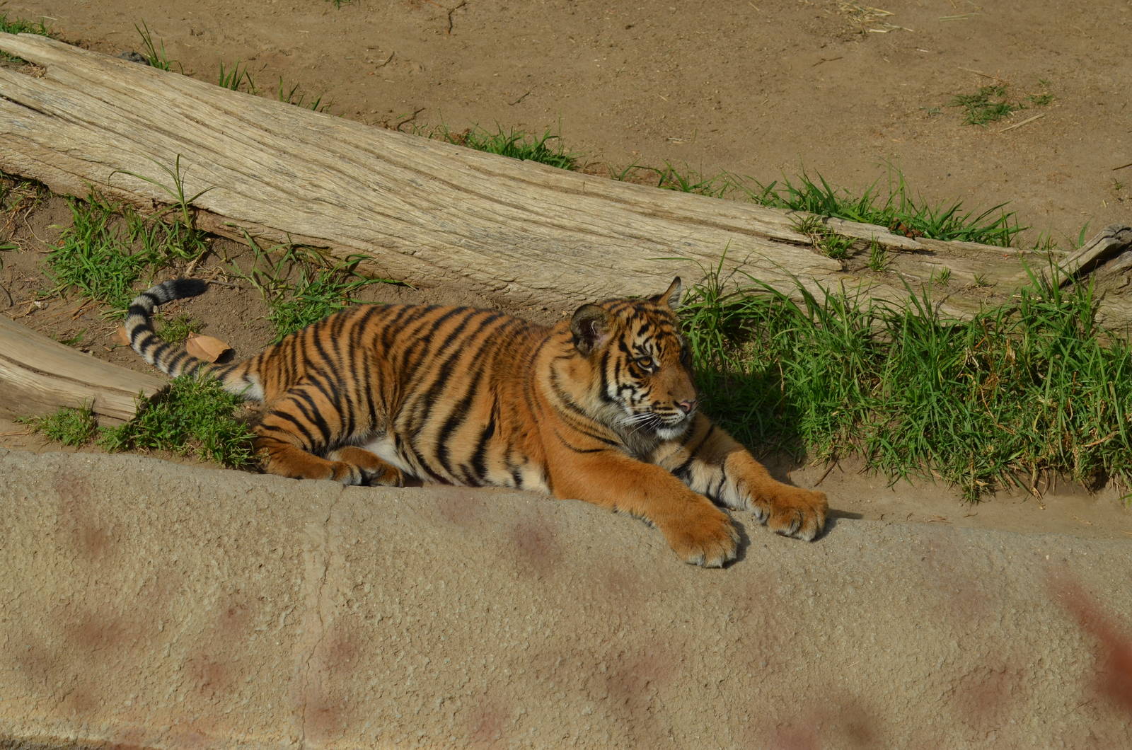 Sumatran Tiger Cub