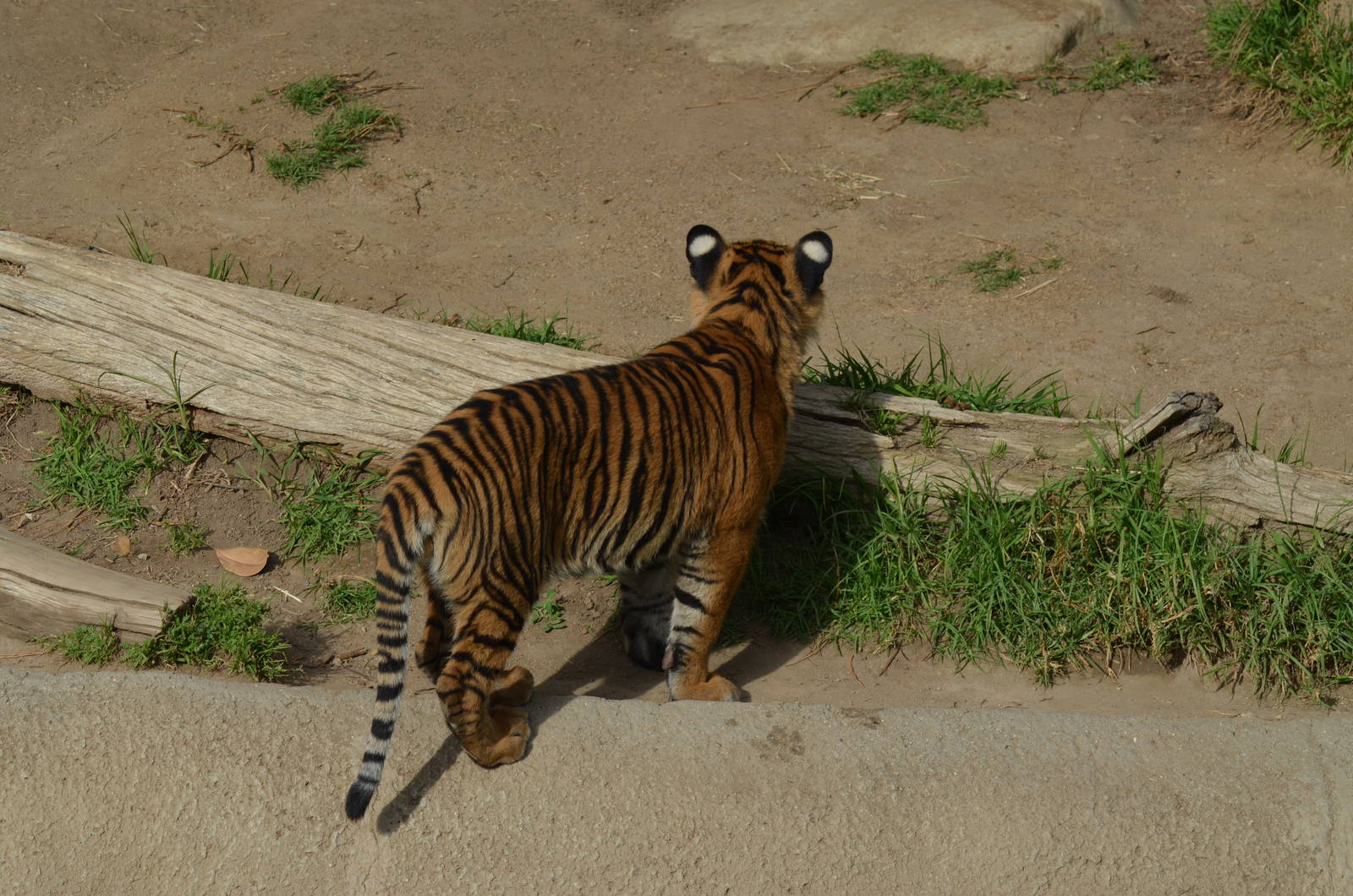 Sumatran Tiger Cub