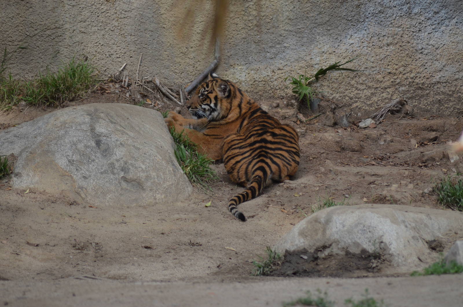 Sumatran Tiger Cub