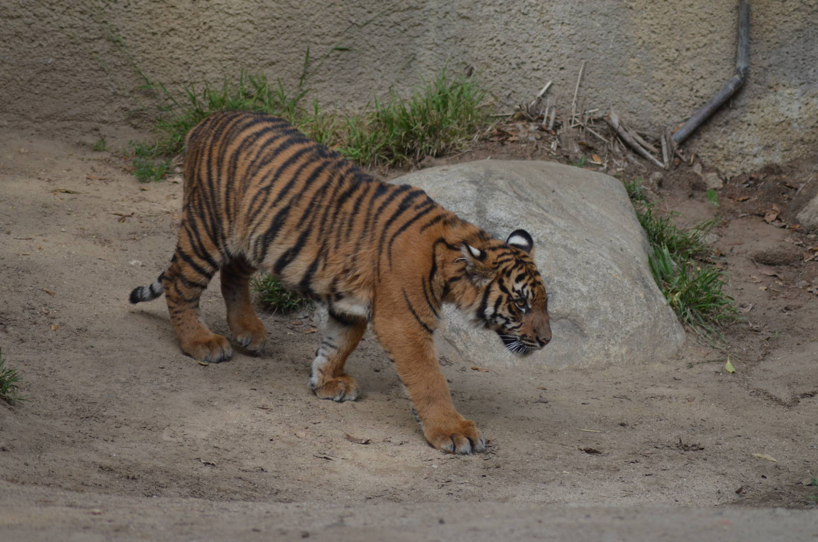 Sumatran Tiger Cub