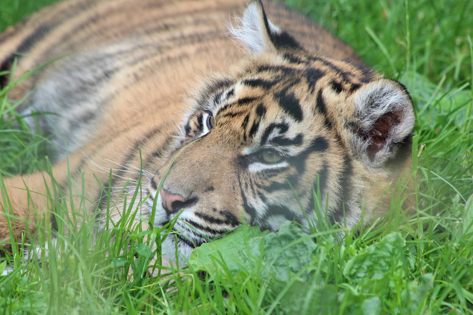 Sumatran Tiger cub