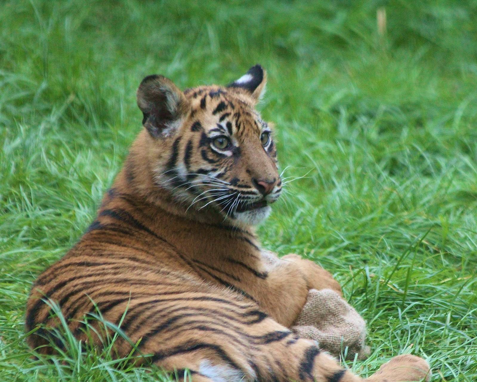 Sumatran Tiger cub