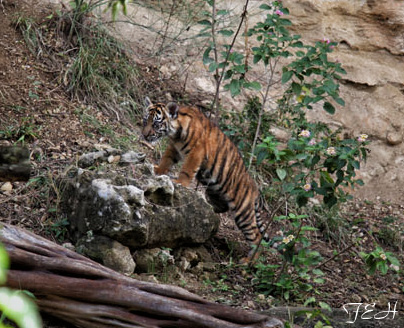 sumatran tiger cub
