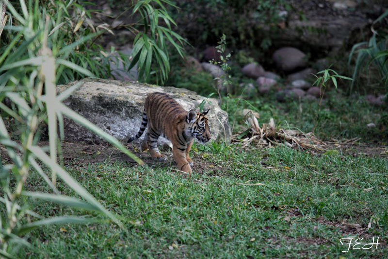 sumatran tiger cub