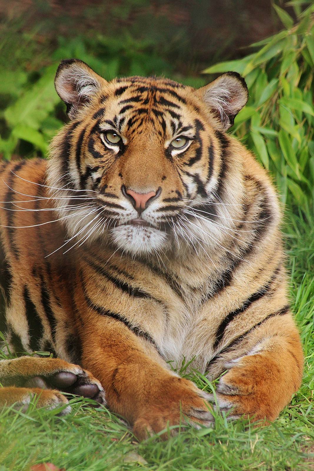 Sumatran Tiger (cub)