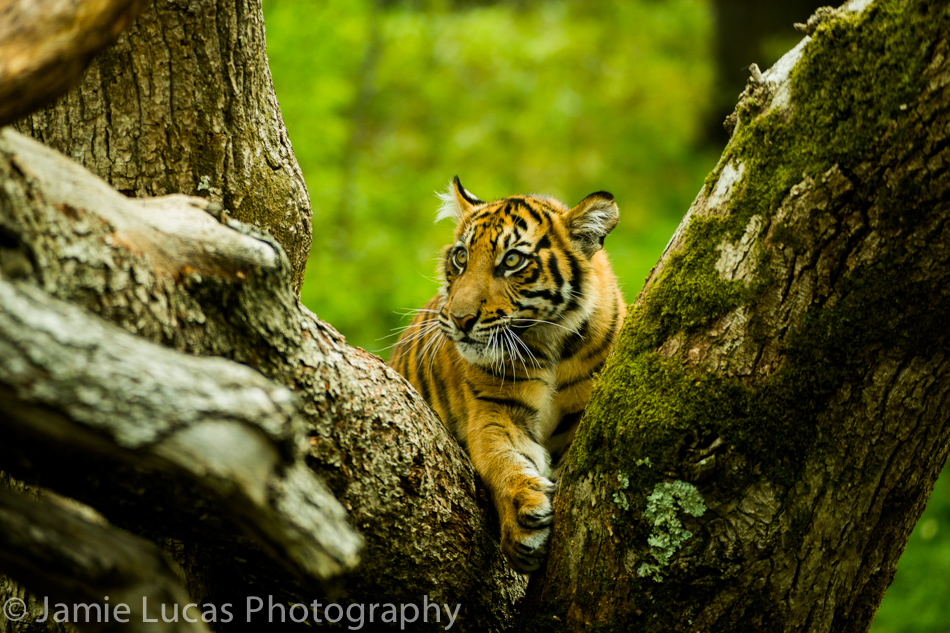 Sumatran Tiger cub