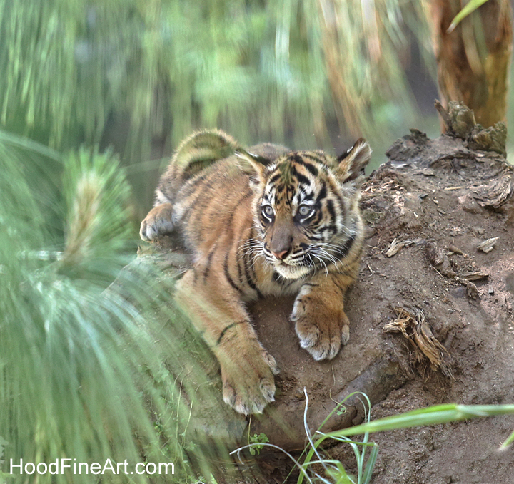 Sumatran tiger cub