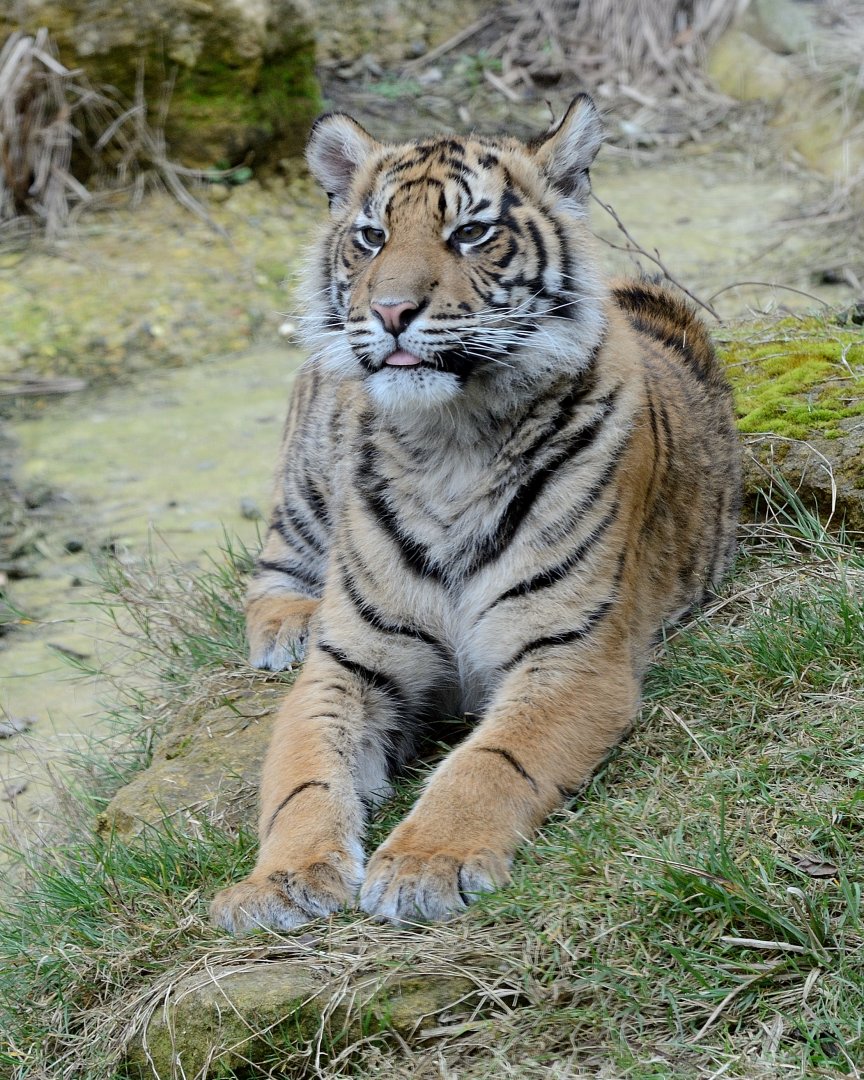 Sumatran Tiger Cub