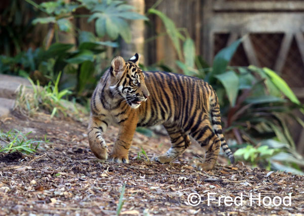 Sumatran tiger cub