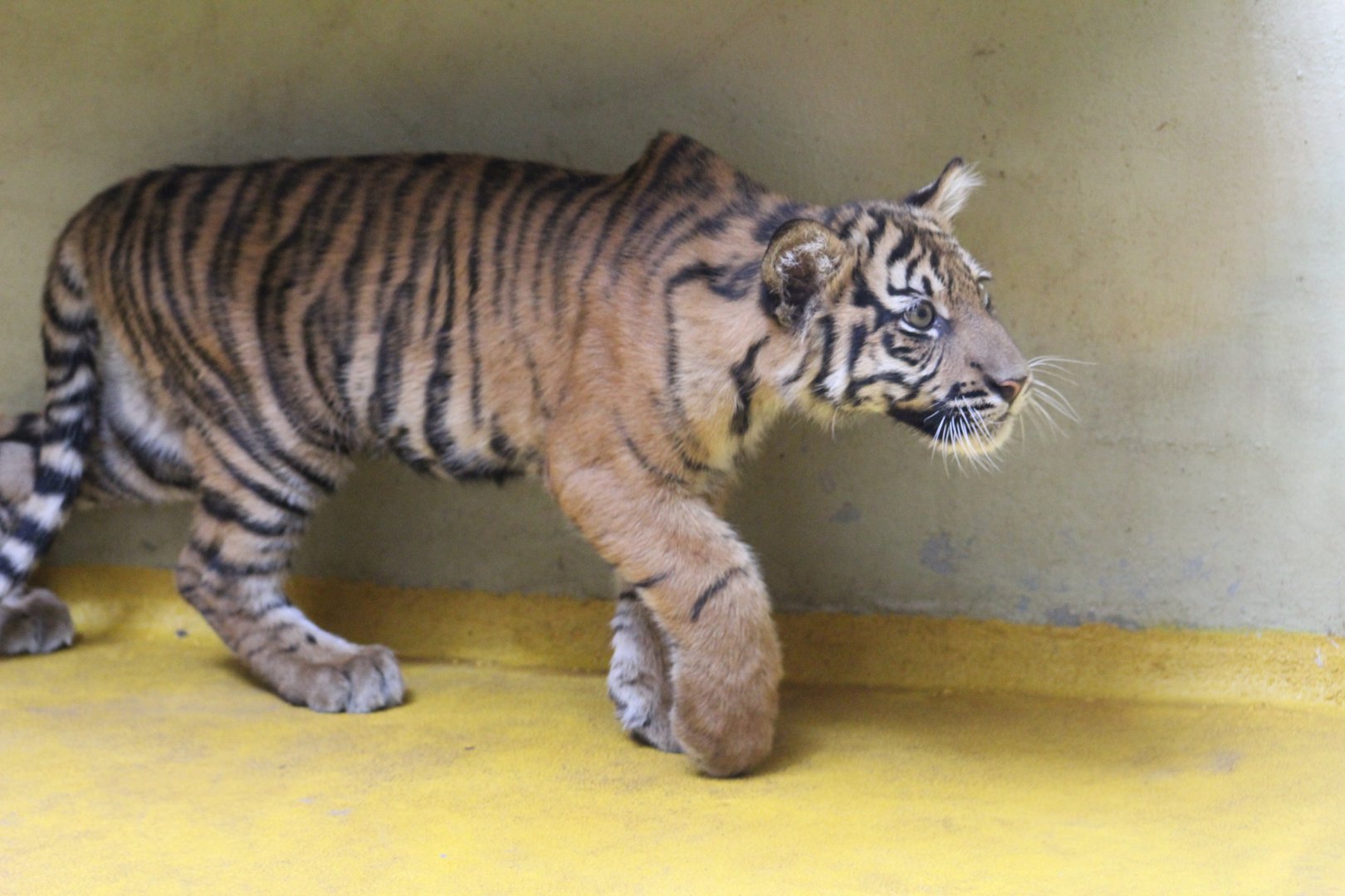 Sumatran Tiger Cub