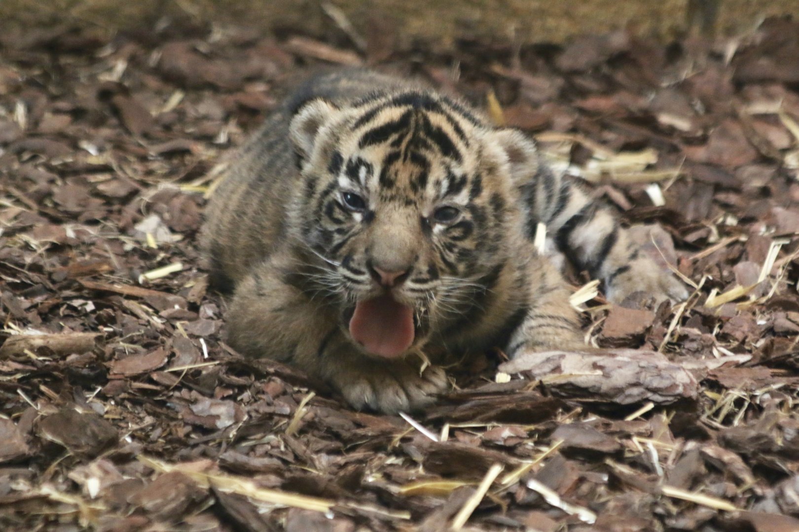 Sumatran Tiger Cub