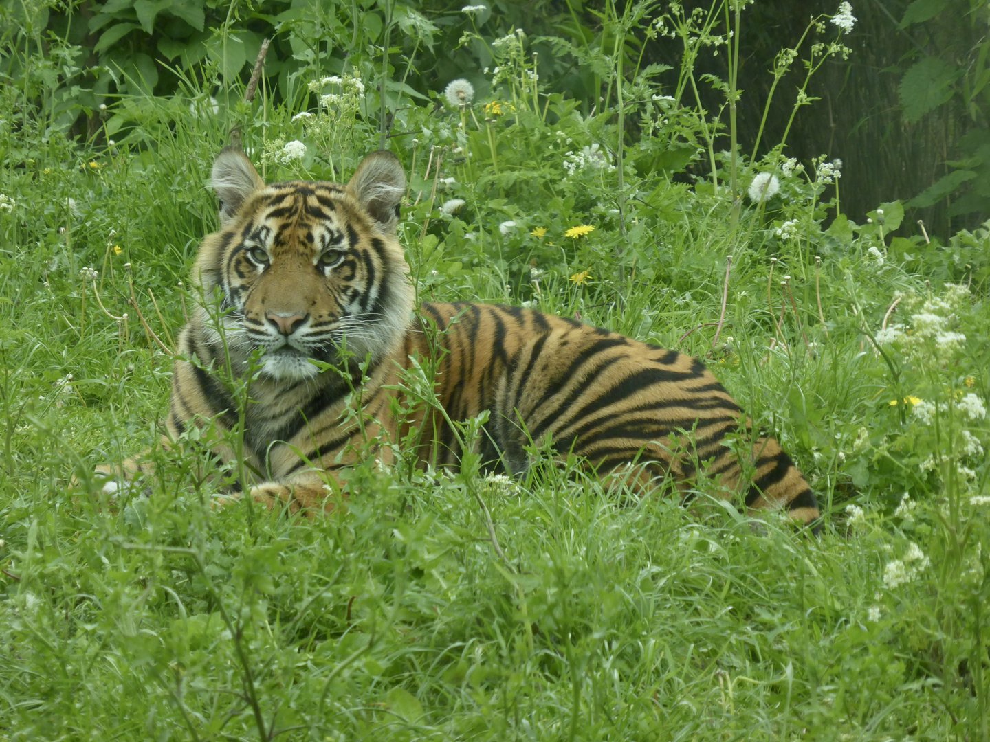 Sumatran Tiger Cub