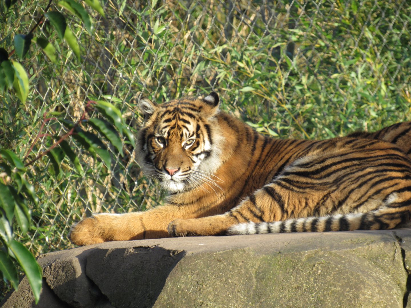 Sumatran tiger cub