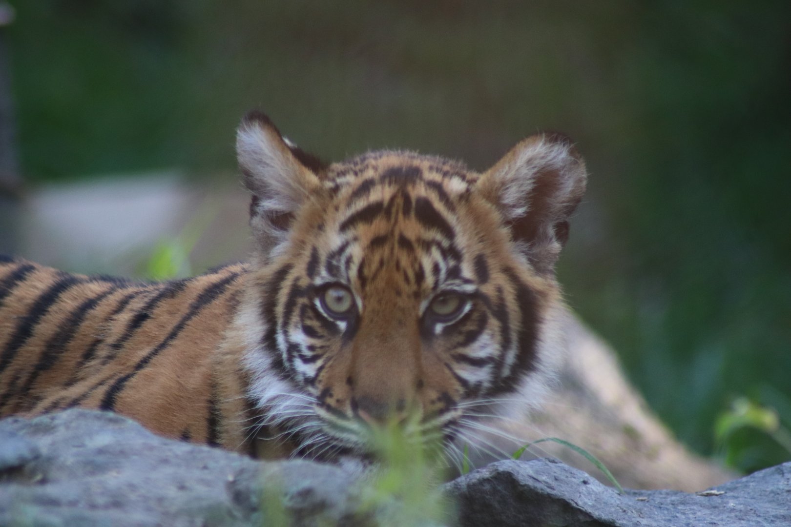 Sumatran Tiger cub