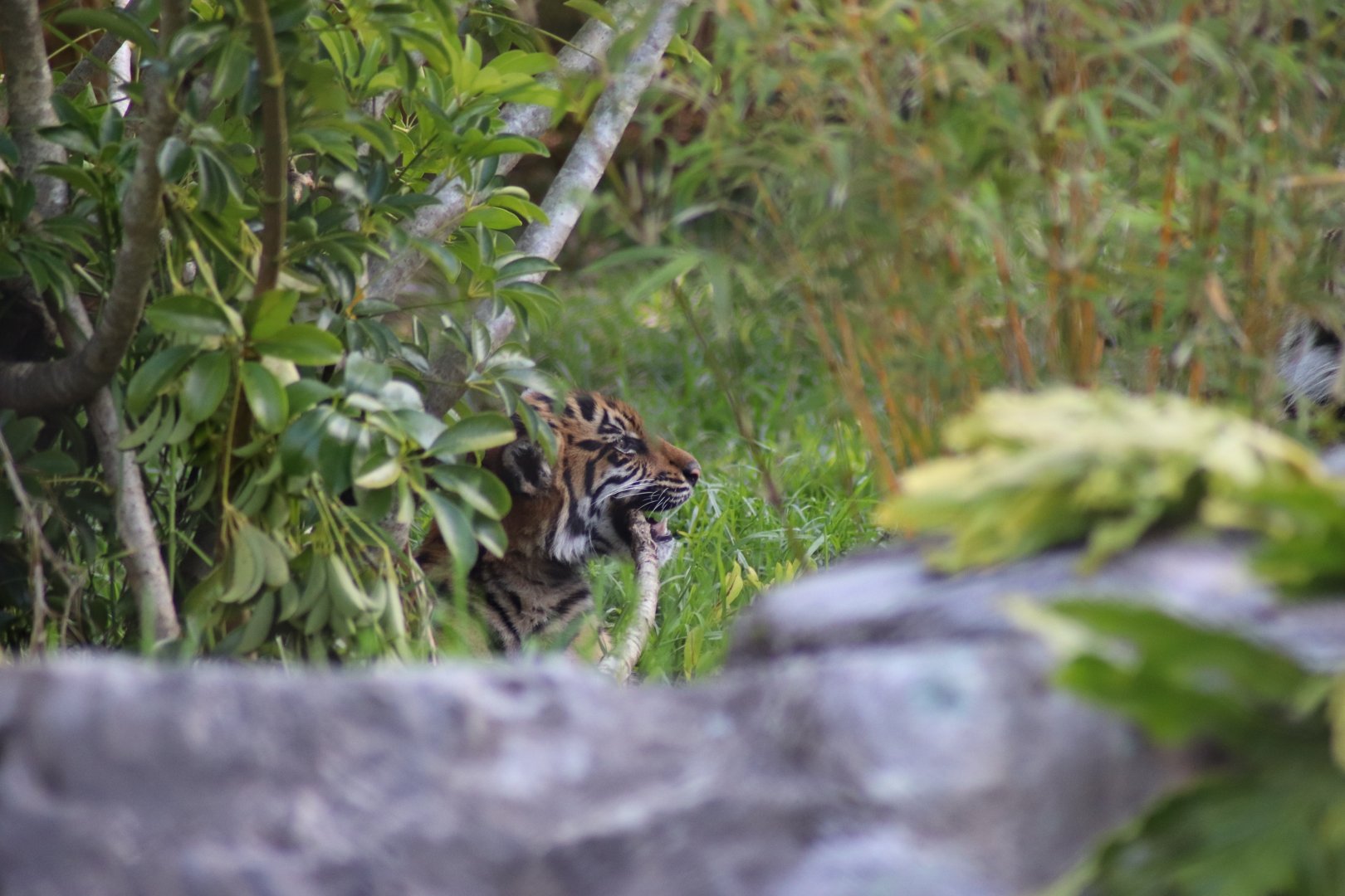 Sumatran Tiger cub