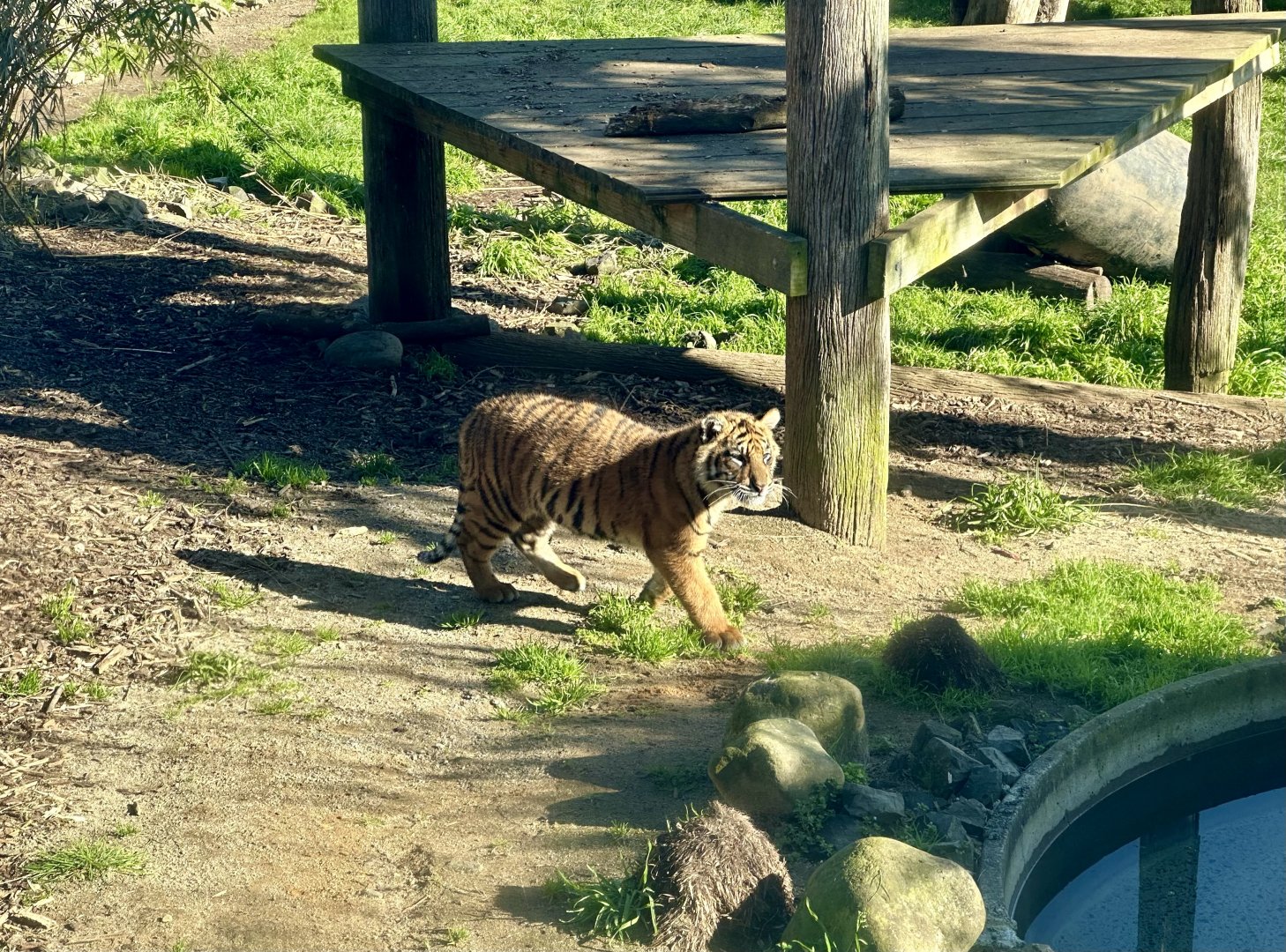 Sumatran tiger cub