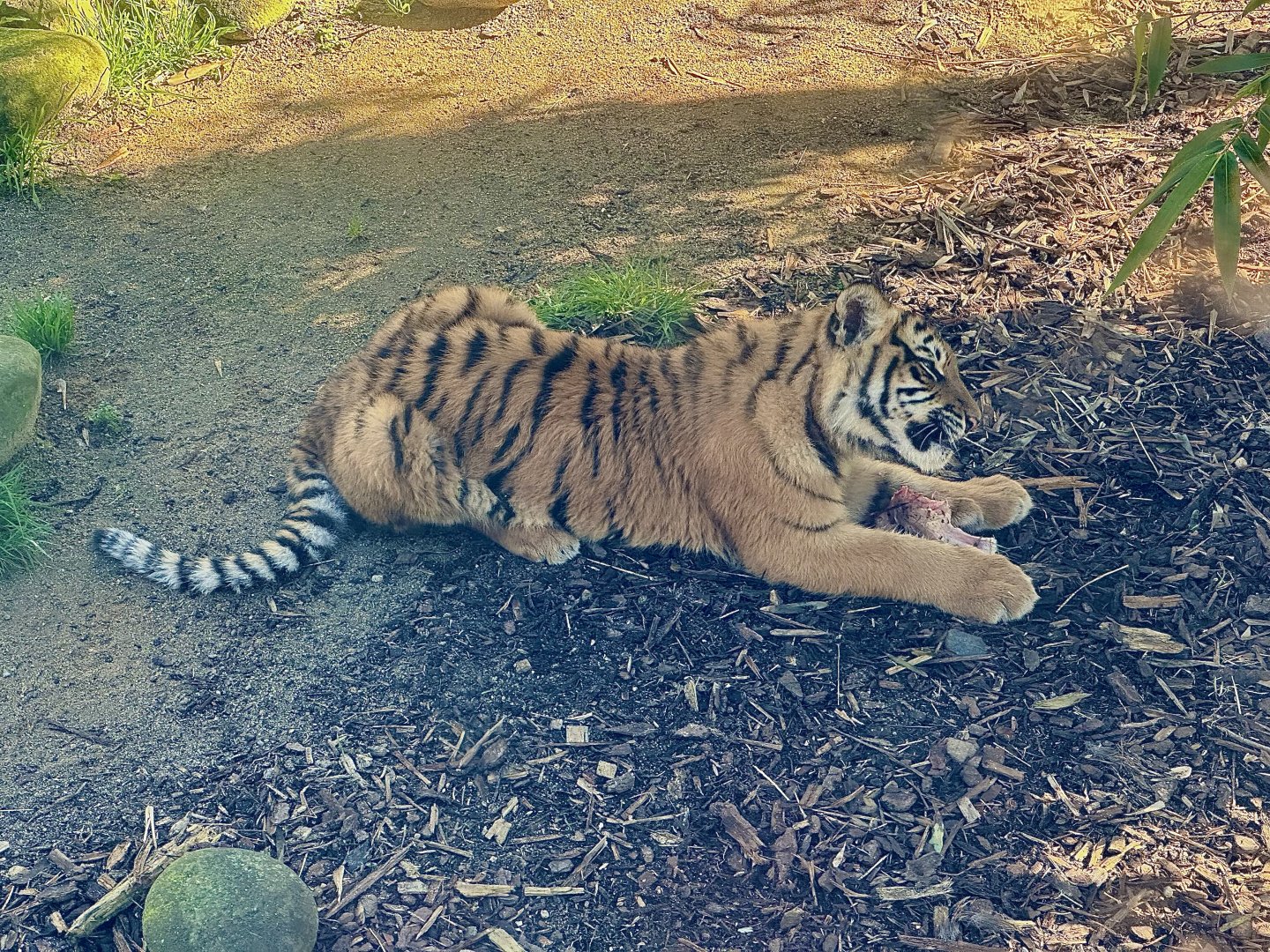 Sumatran tiger cub