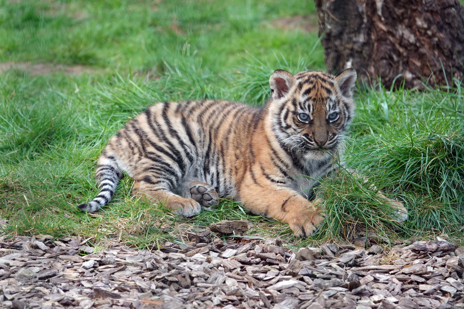 Sumatran tiger cub