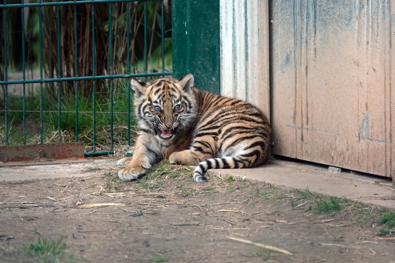 Sumatran tiger cub