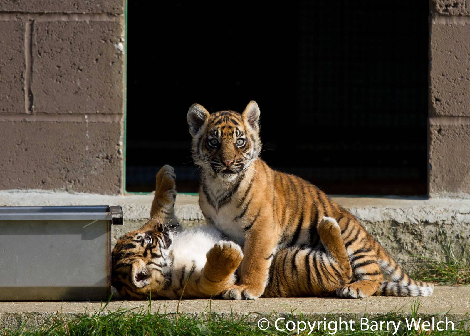 Sumatran Tiger Cubs (24-10-2011)