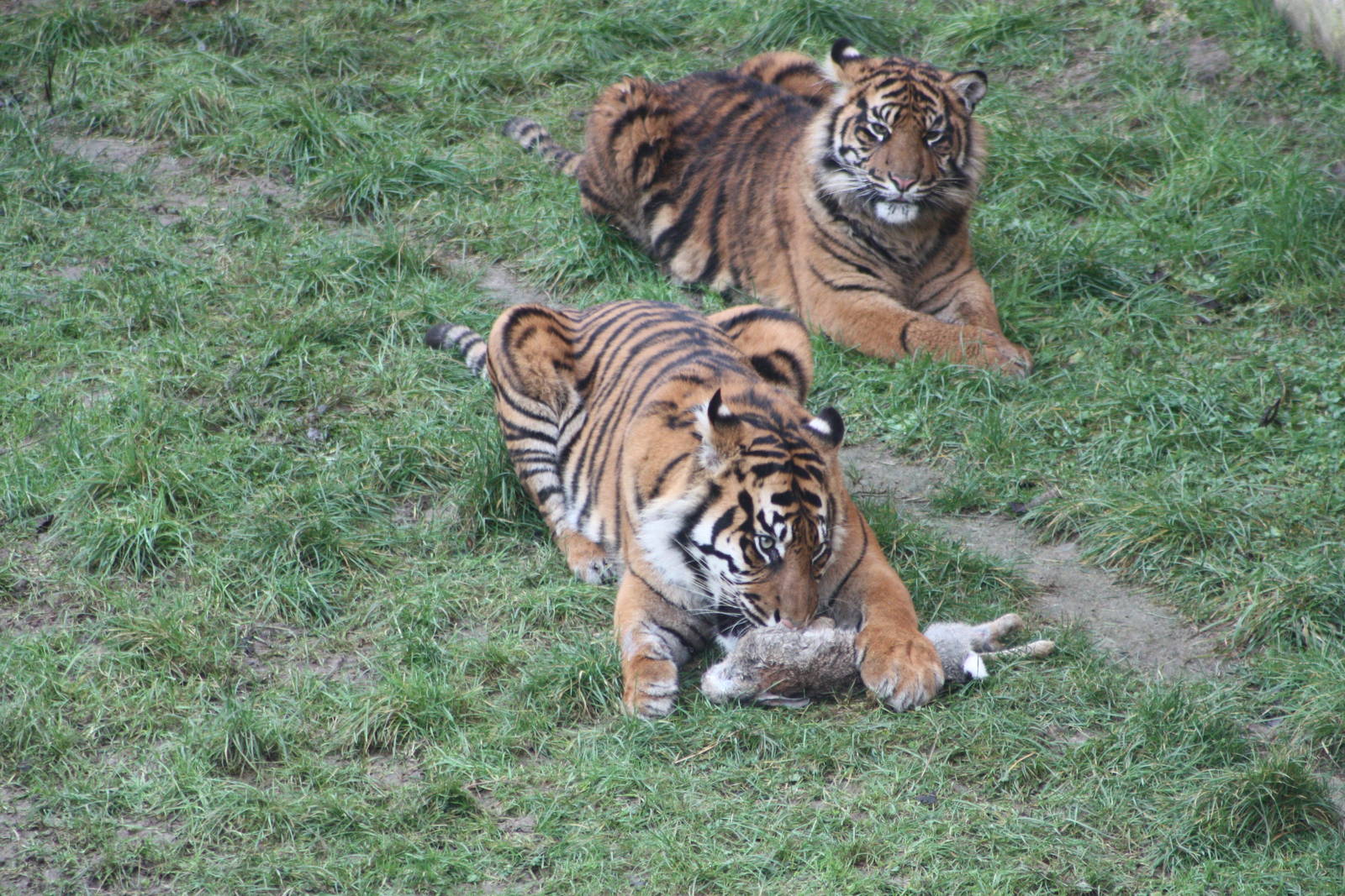 Sumatran Tiger cubs, 27th December 2014