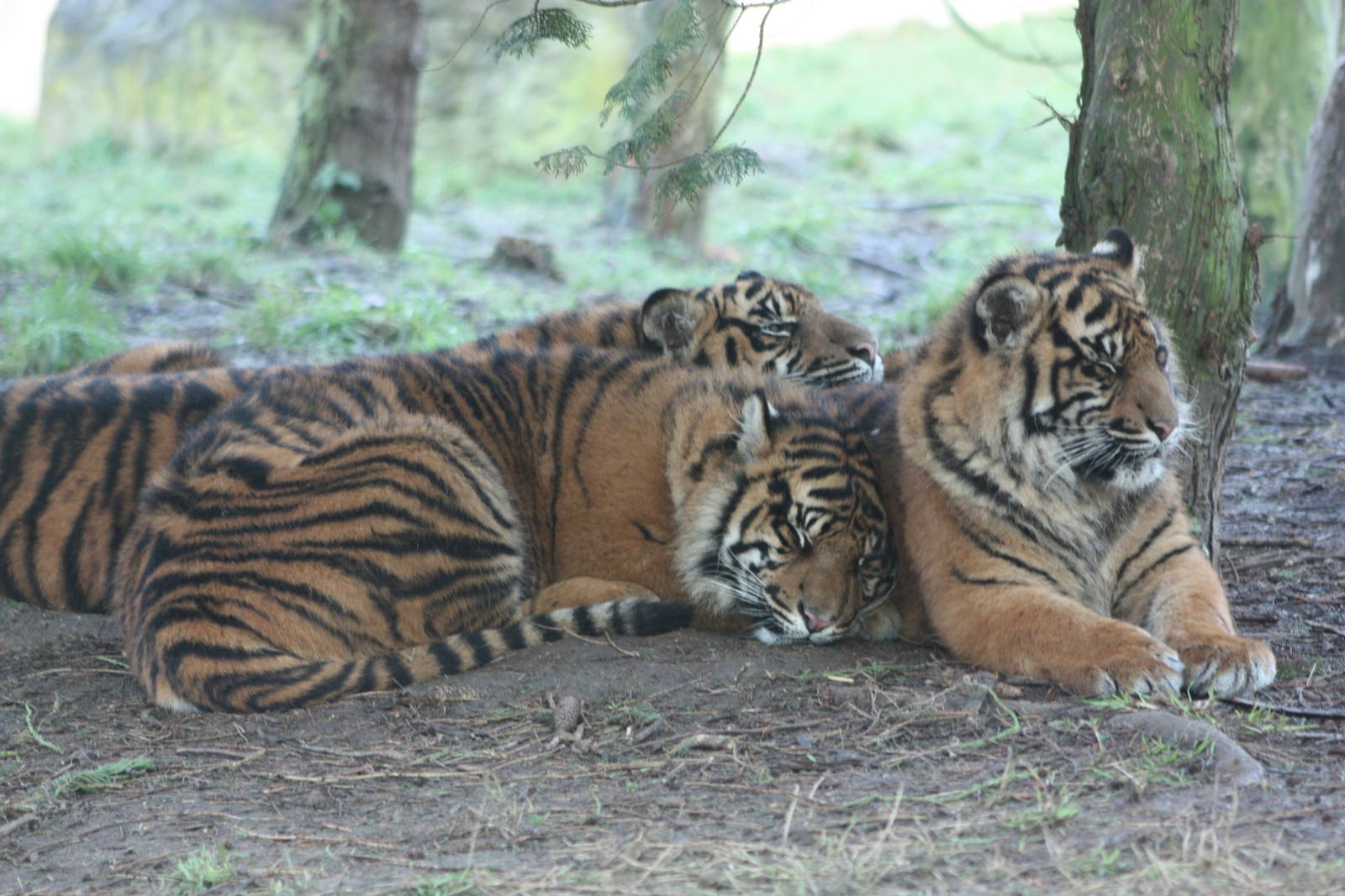 Sumatran Tiger cubs, 30h December 2014