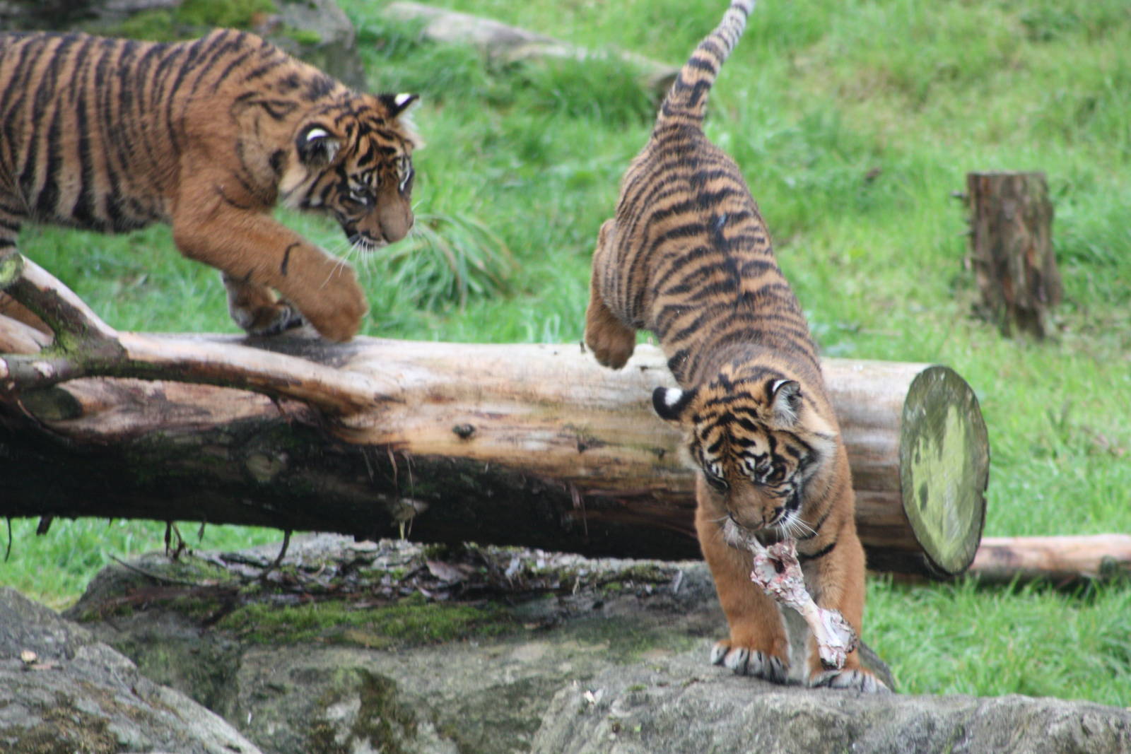Sumatran Tiger cubs, 30th September 2014