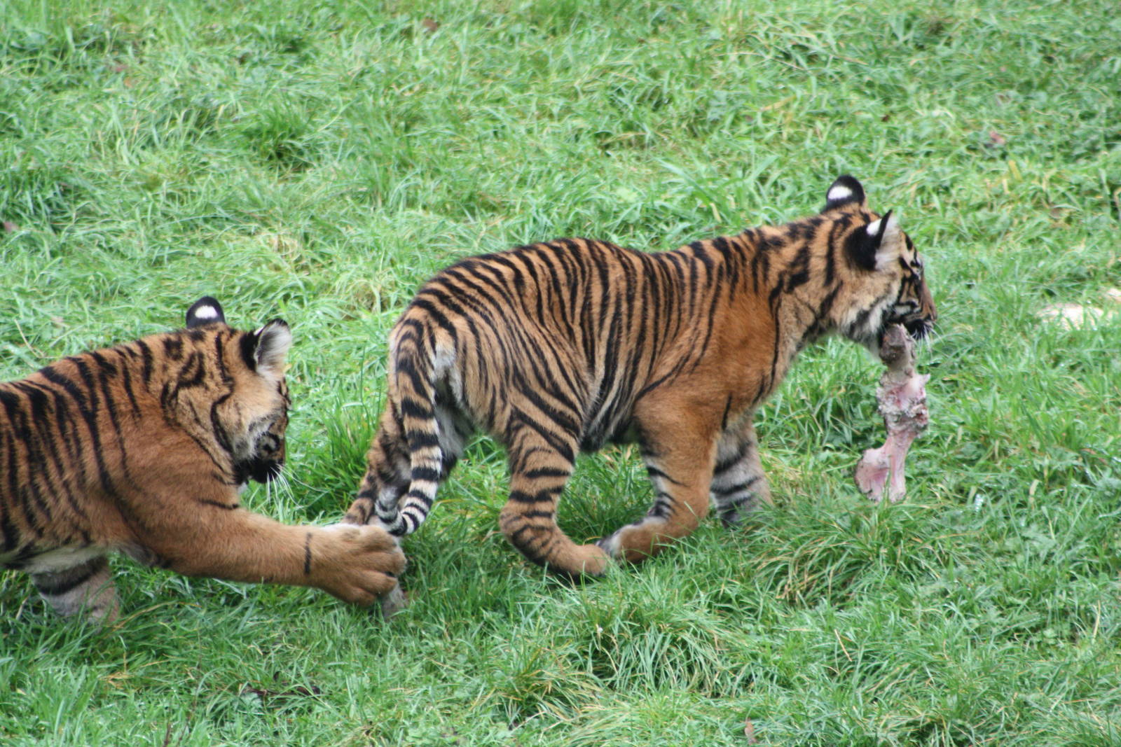 Sumatran Tiger cubs, 30th September 2014