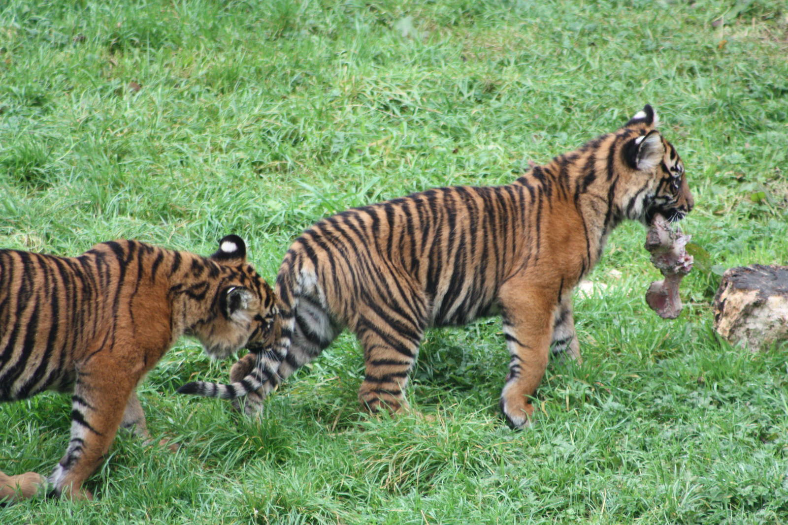 Sumatran Tiger cubs, 30th September 2014