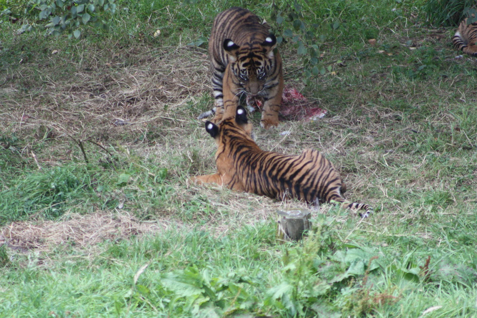 Sumatran Tiger cubs, 4th August 2014