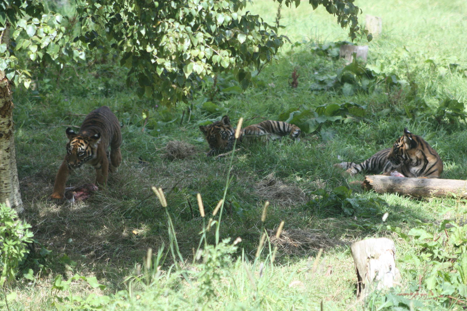 Sumatran Tiger cubs, 4th August 2014