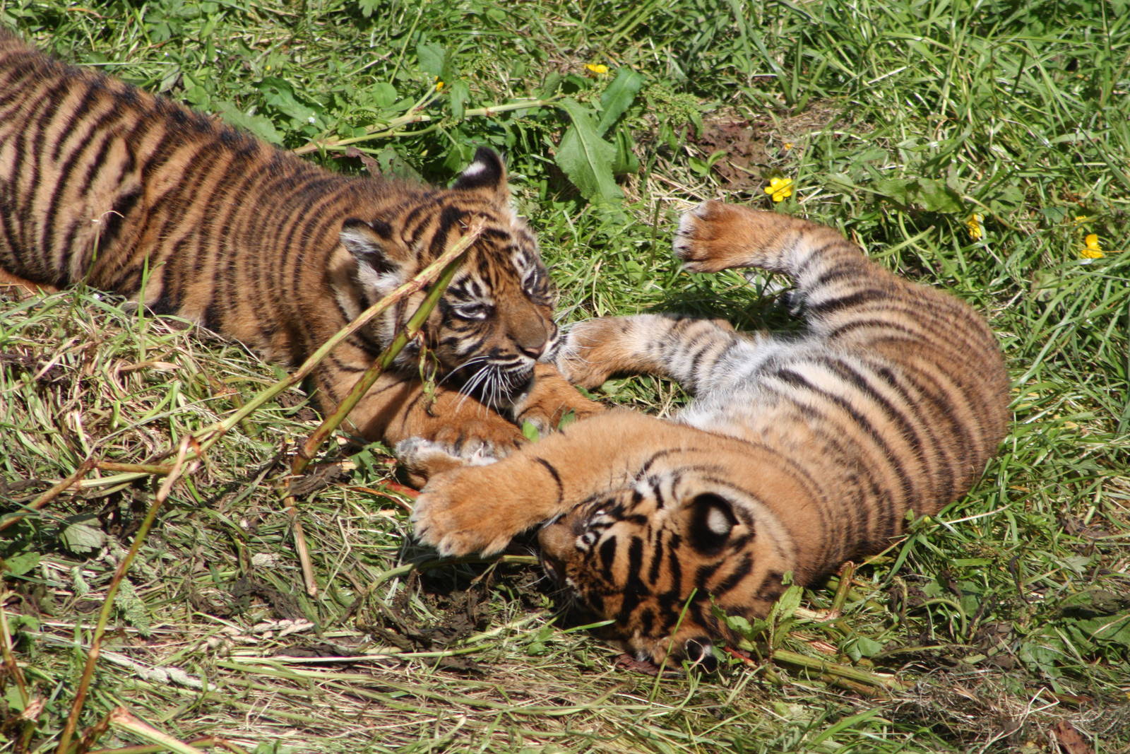 Sumatran Tiger cubs, 9th June 2014
