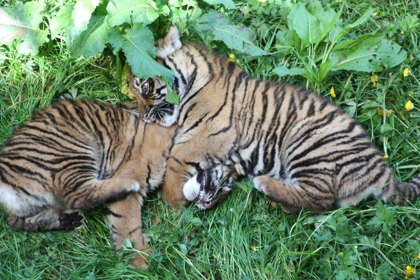 Sumatran Tiger cubs, 9th June 2014