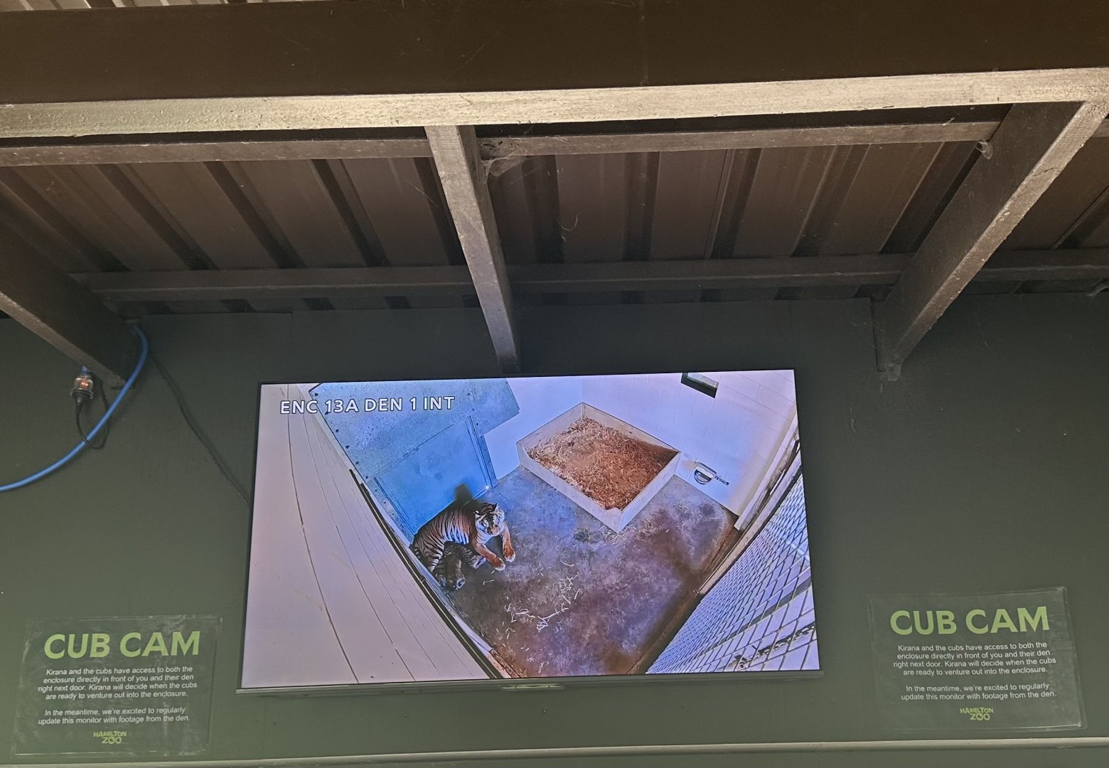 Sumatran Tiger Cubs (Cub Cam)