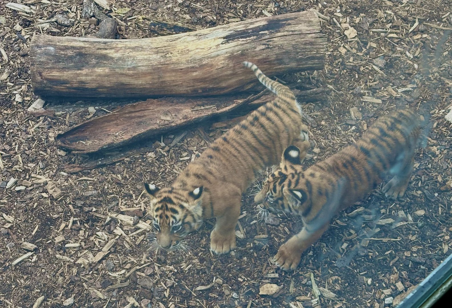 Sumatran tiger cubs (nine weeks old)