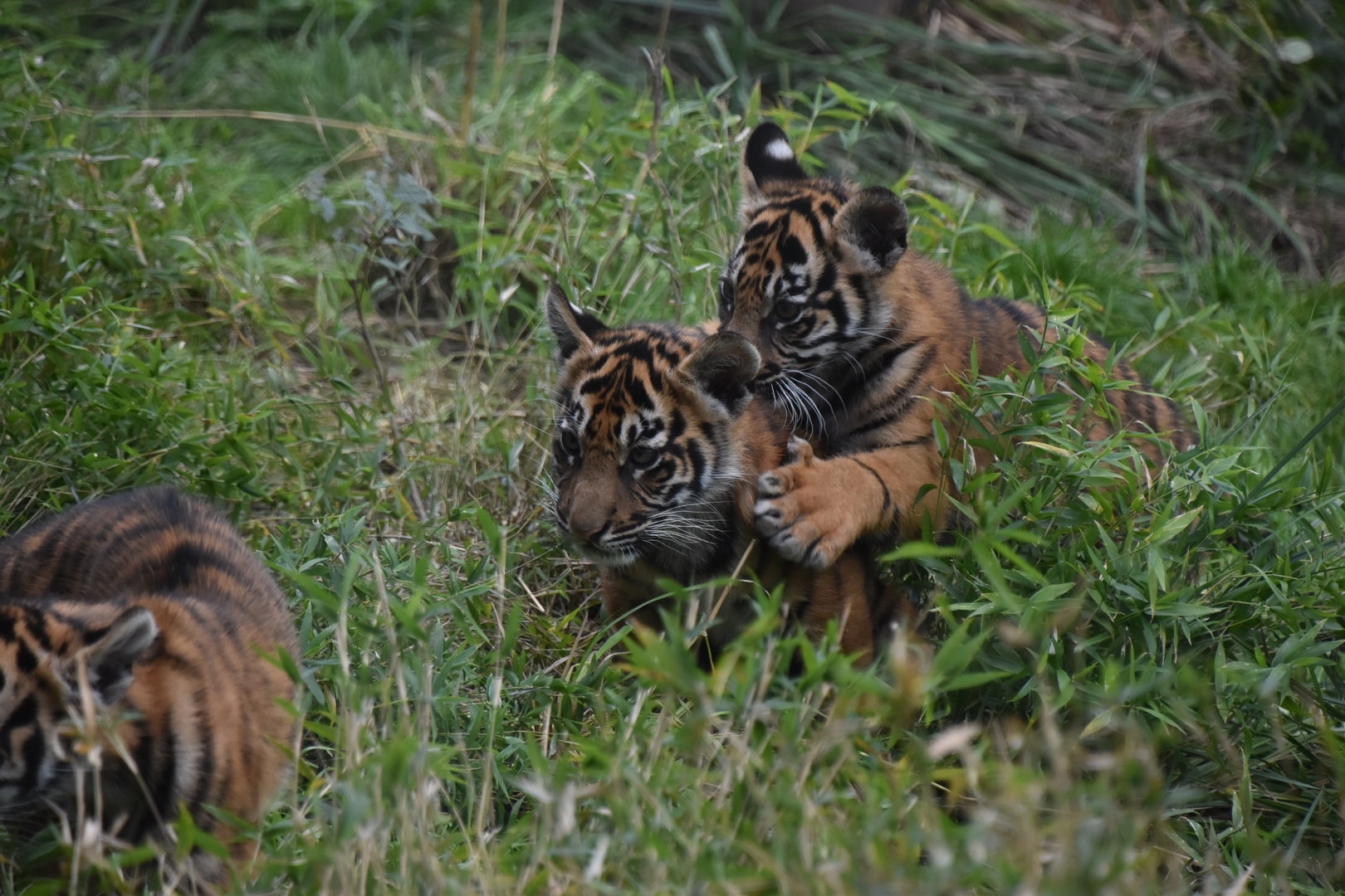 Sumatran tiger cubs playing