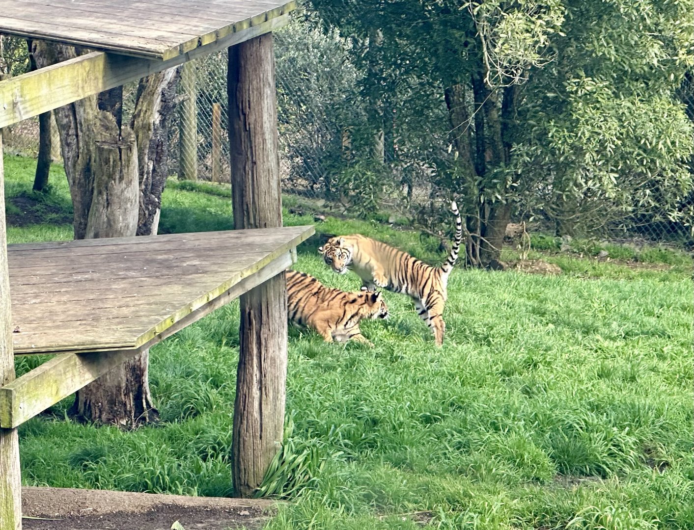 Sumatran tiger cubs (sparring)