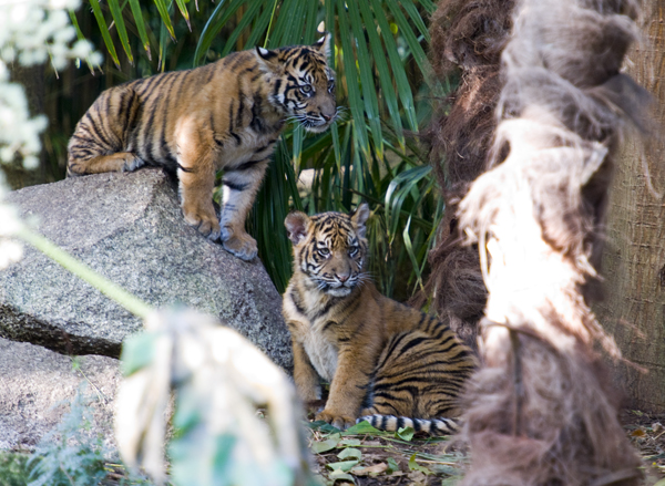 Sumatran Tiger Cubs